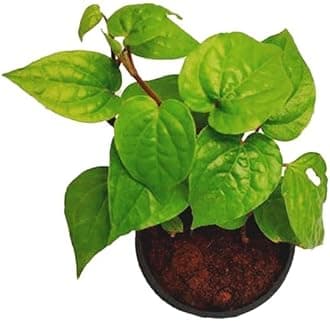 Live Banarasi Maghai Betel Leaf Plant โ Sweet Metha Pan | Medicinal & Herbal Indoor/Outdoor Plant for Home Garden (Pack of 1)